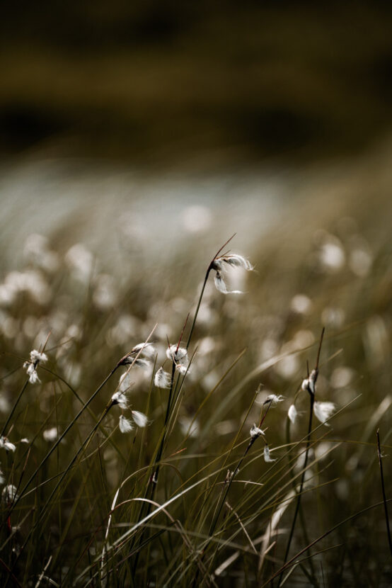 Cotton grass waving in the wind