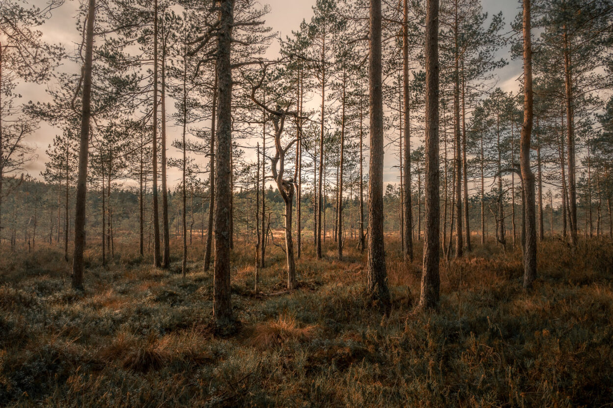 Marsh forest of Dalarna with autumn colours at sunset