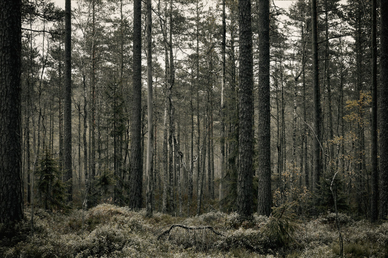 Spooky old forest picture with painterly feel