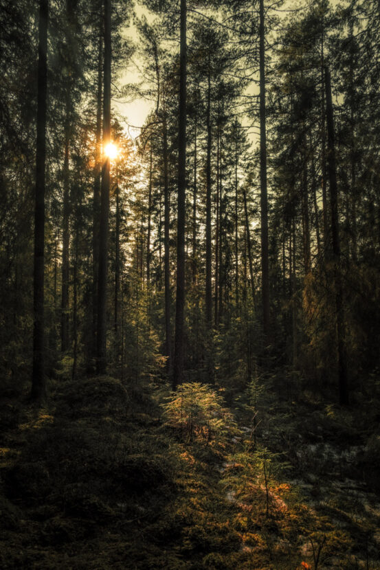 Warm sunset into a dense Swedish forest