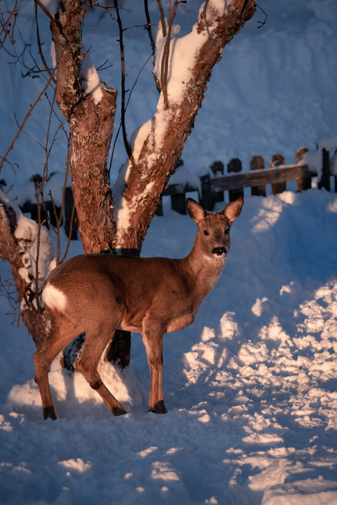 Female roe deer by a tree under the orange light of a winter dawn in Sweden