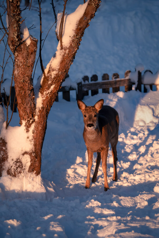 A female roe deer by a snowy garden at sunrise