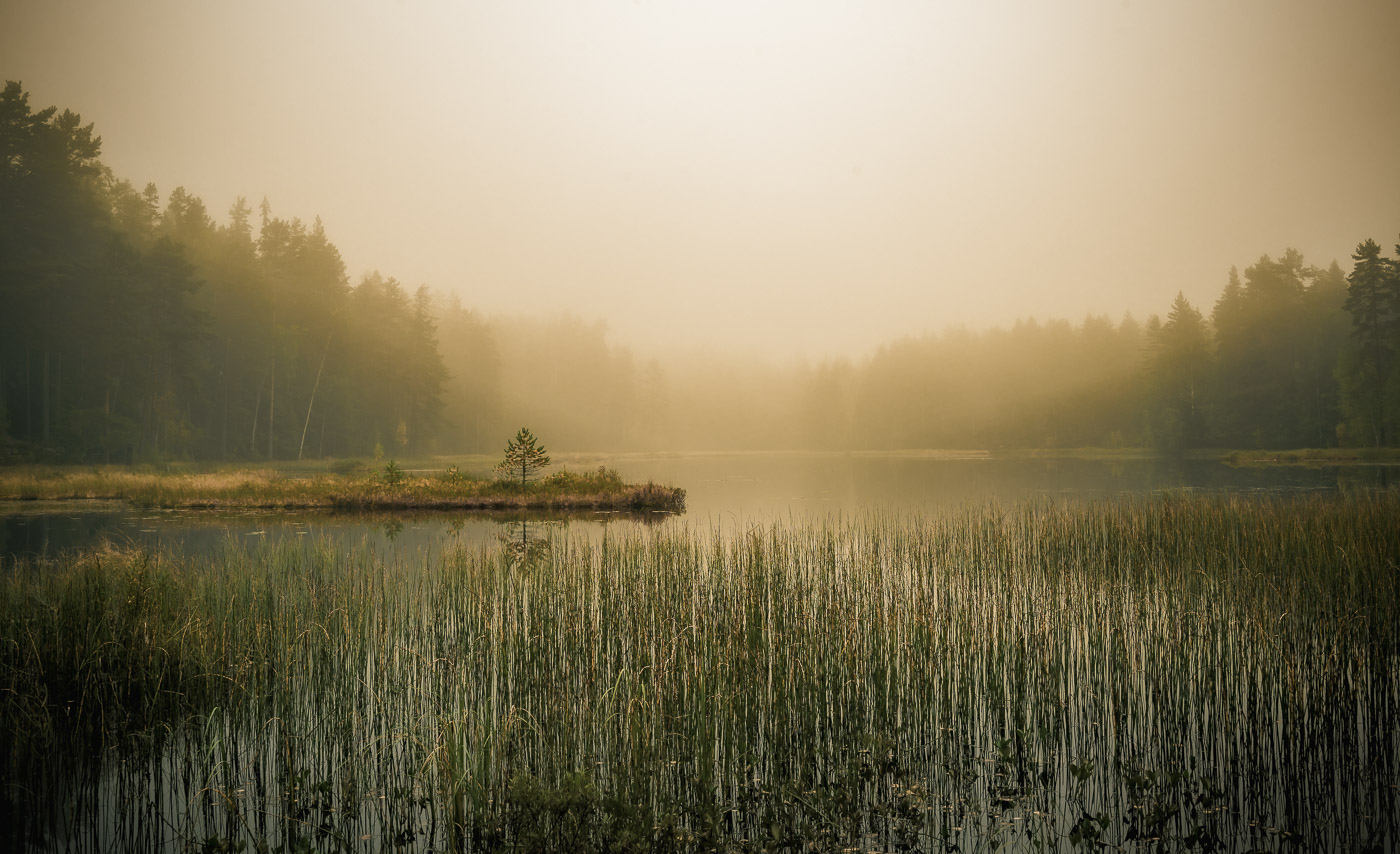 Warm sunlight over a misty forest lake in Sweden