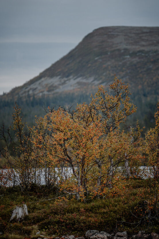 Colorful autumn shrub trees by a lake at the feet of Mount Fjätervålen