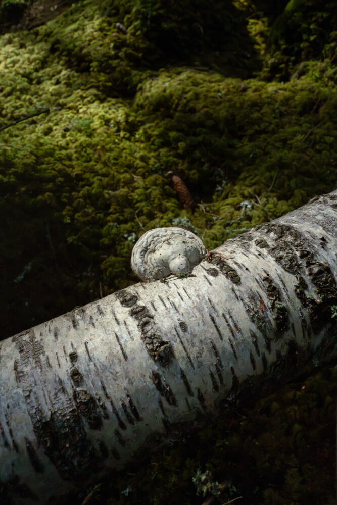 A white fungus growing on a birch tree fallen on the mossy ground of Salboknös nature reserve