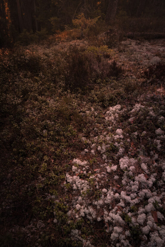 White lichen under the warm sunset light in the primeval forest of Salboknös