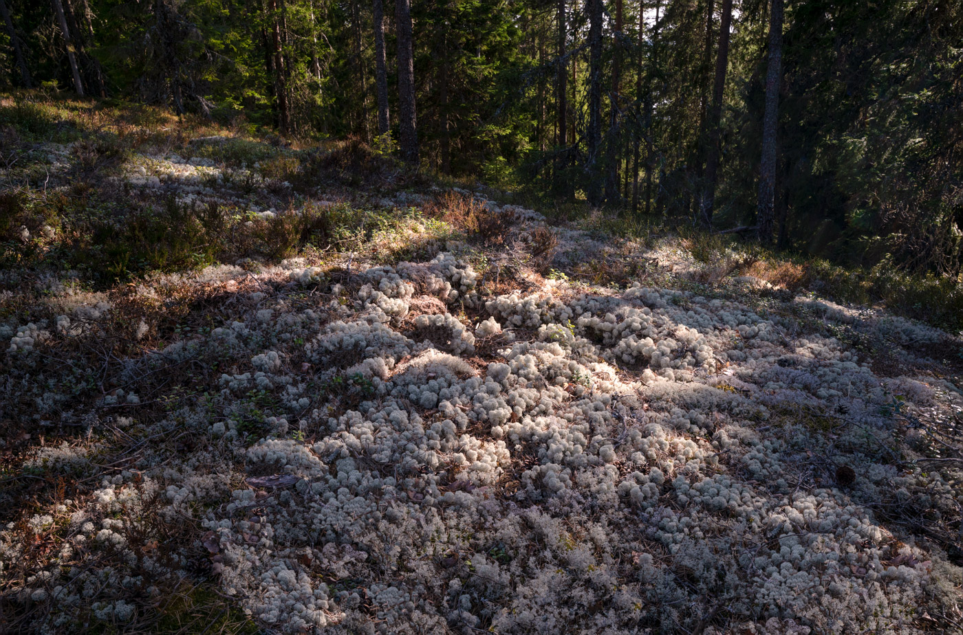 An expanse of white lichens on the ground of the old forest of Salboknös
