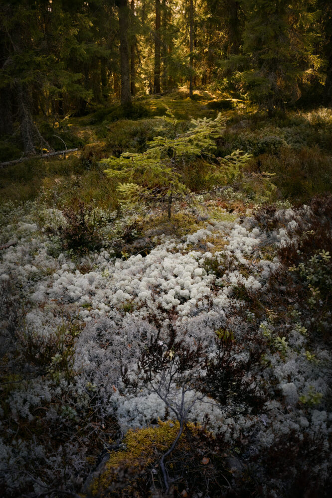 The rich ground of a primeval forest in Sweden with lichens, moss, berries and little pine trees