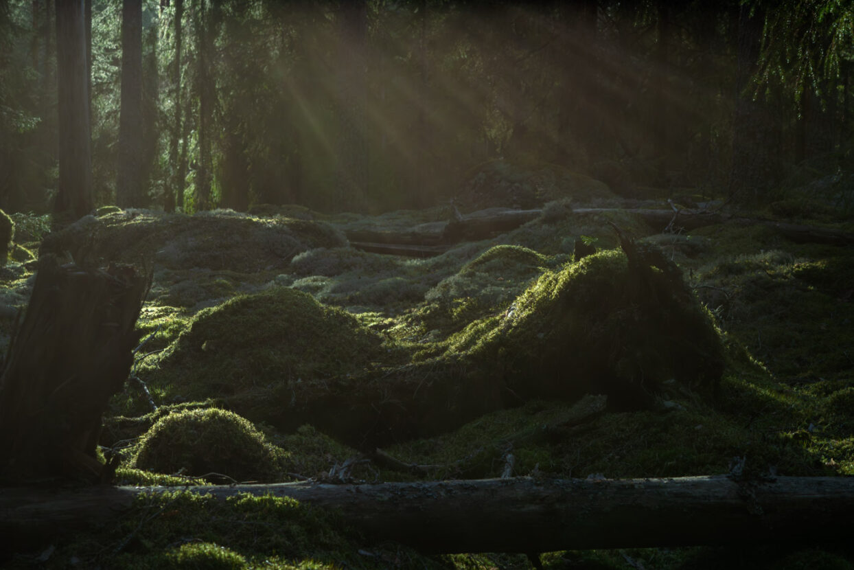 Ethereal sunset light rays filtering through the trees of an old mossy forest in Sweden
