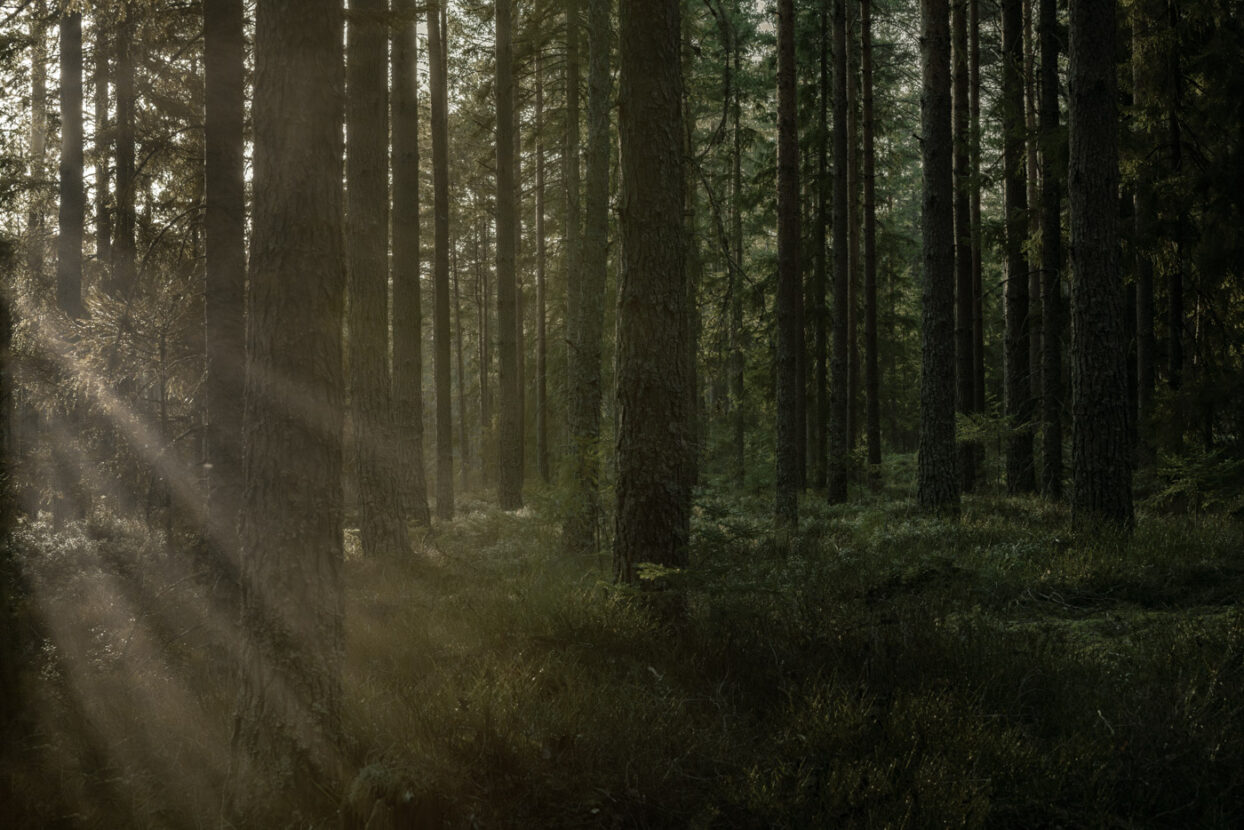 Ther sunlight filters through the trees of an old mossy forest in Sweden