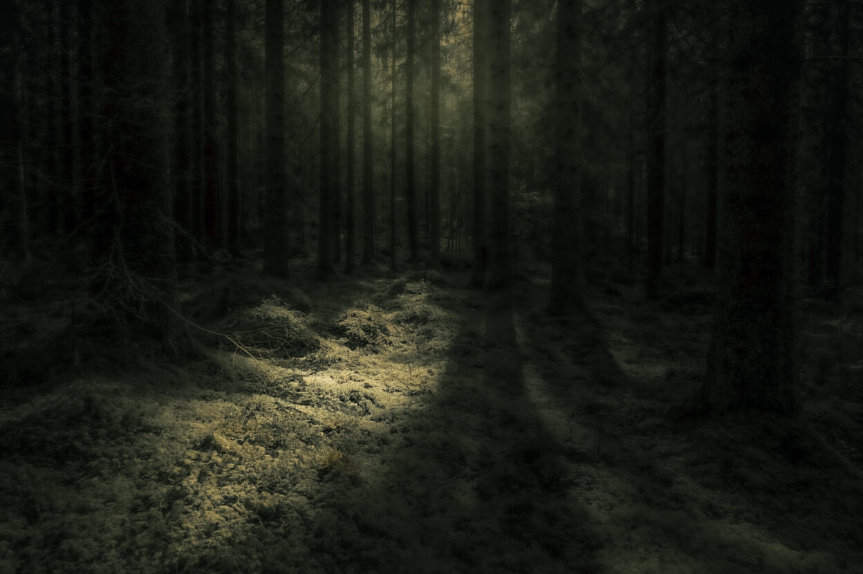 Ghostly light in a shady enchanted forest
