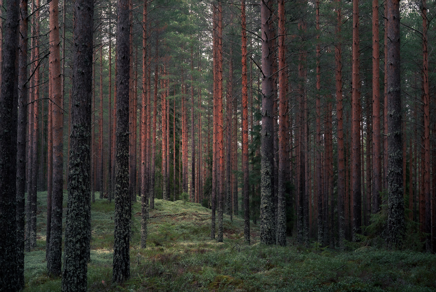 Red pine trees standing tall in a green forest in Sweden