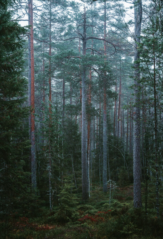 A dense forest of pine trees in Sweden in the autumn season