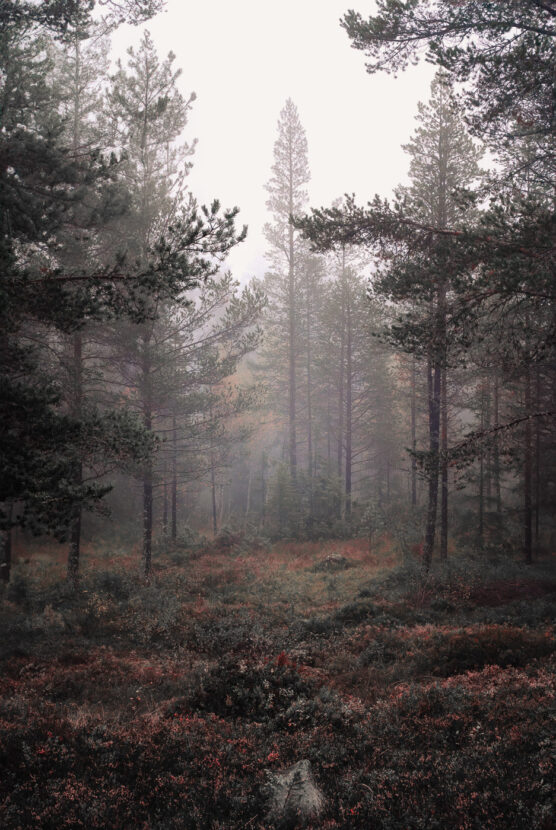 Misty forest with gorgeous colorful ground of red berries