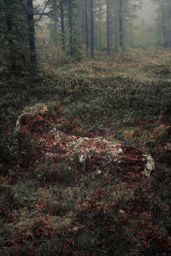 A very old stump on covered in lichen and red berries in a fairy tale old forest