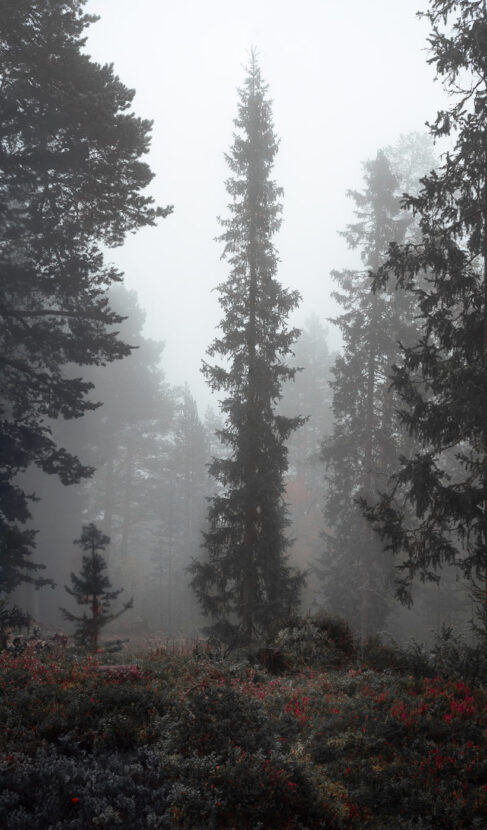 A giant fir tree in a misty forest with red berries on the ground