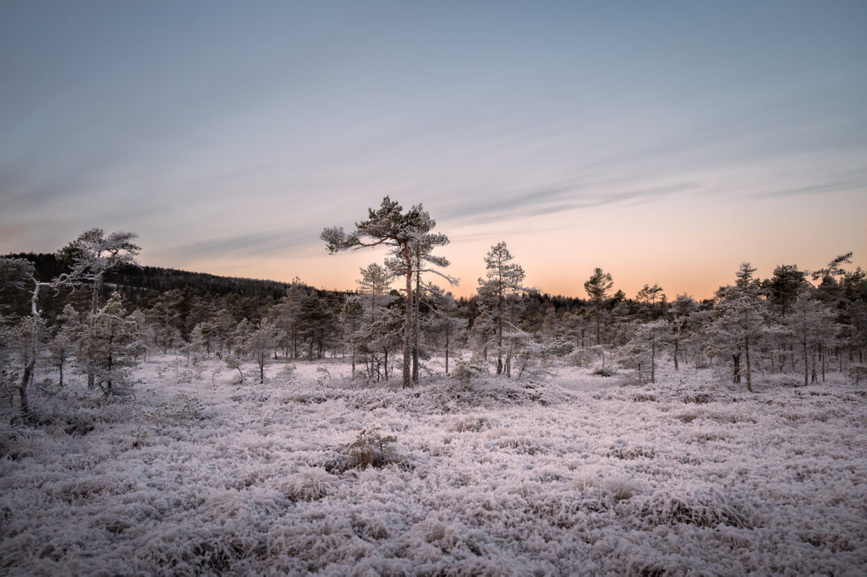 The darf pine trees of Knuthöjdsmossen Nature Reserve in the cold Swedish winter