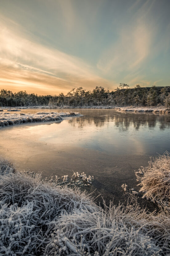 Frozen marsh pond in Knuthöjdsmossen nature reserve