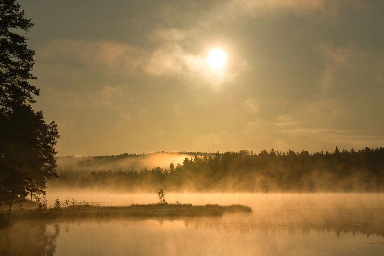 Mist over a forest lake in Sweden on a hot summer dawn