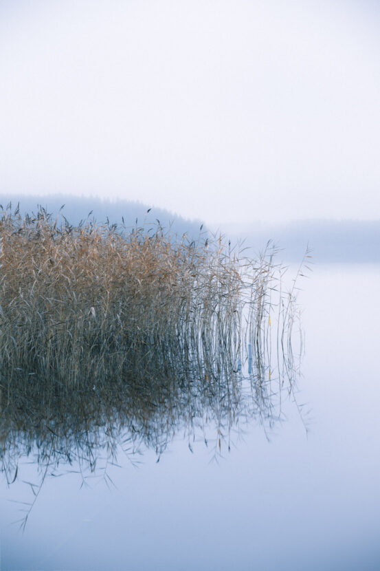 Reeds floating on a misty lake in Sweden