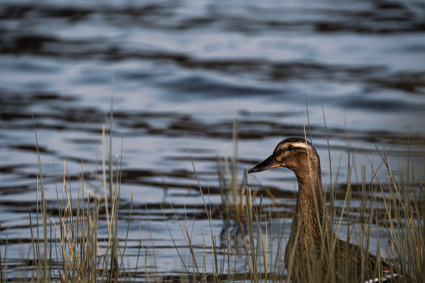 Profile portrait of a beautiful Mallard specimen among the lake reeds