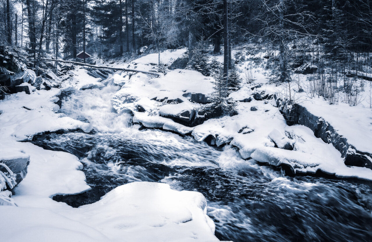 The roaring waters of a rapid flowing between the snowy banks of a winter forest in Sweden