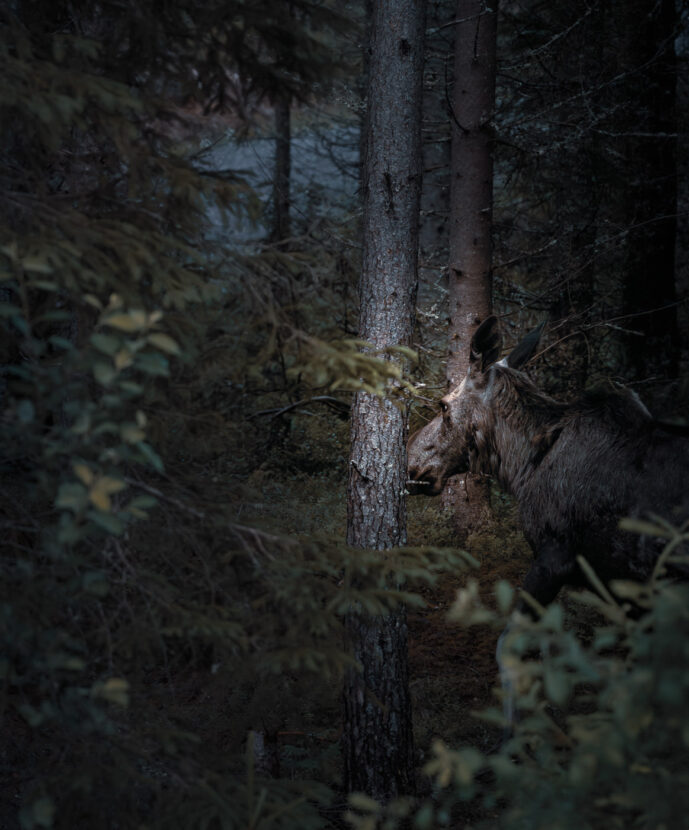 A moose in a Swedish forest