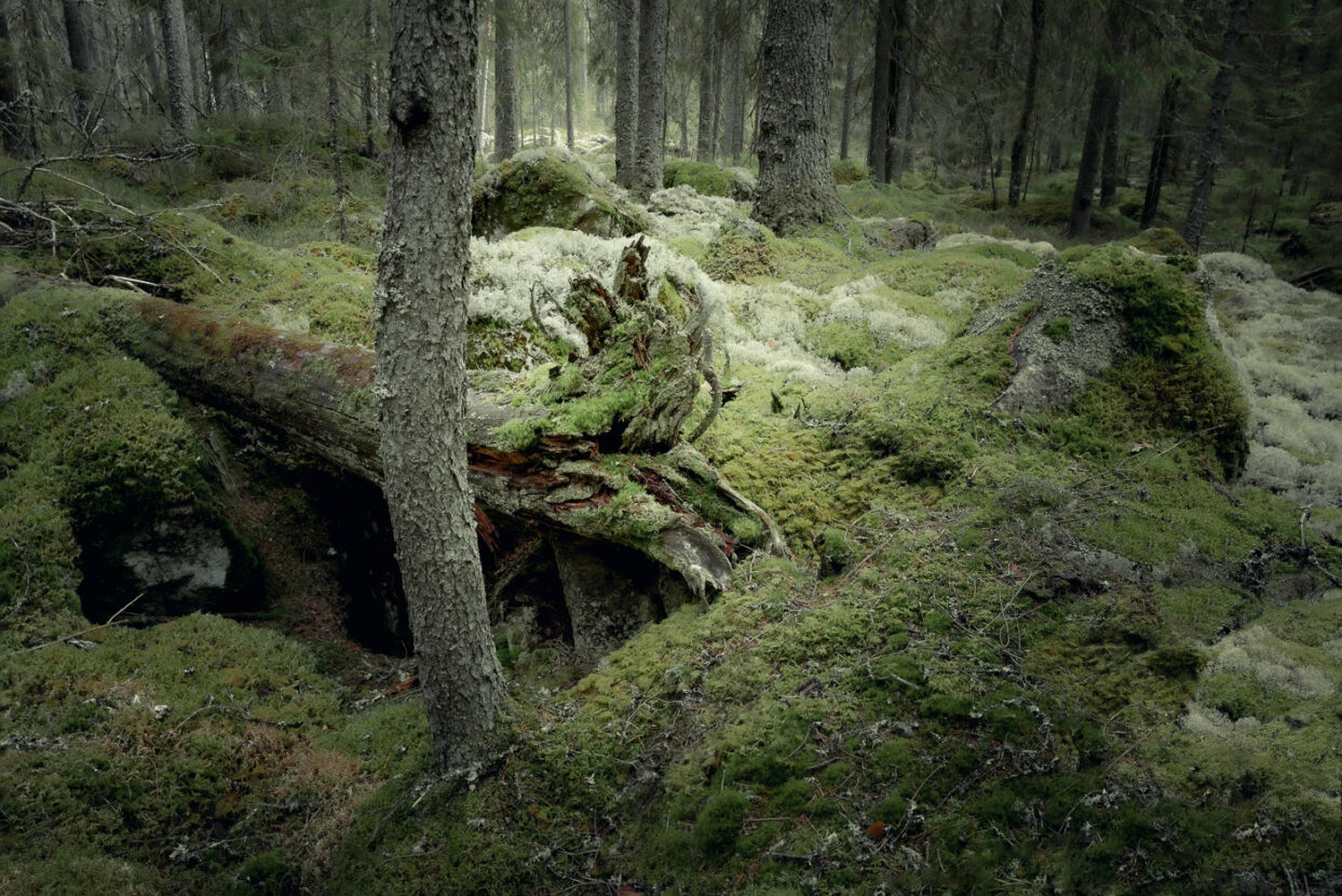 Fallen trees and rocks covered in moss and white lichens in a fairy tale forest