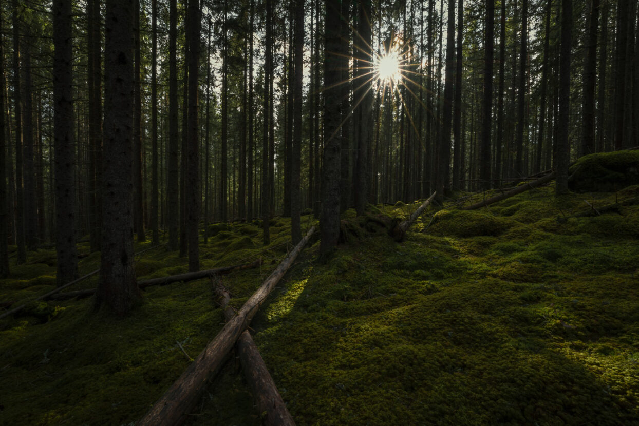 Star shaped sun in a shady mossy forest in Sweden