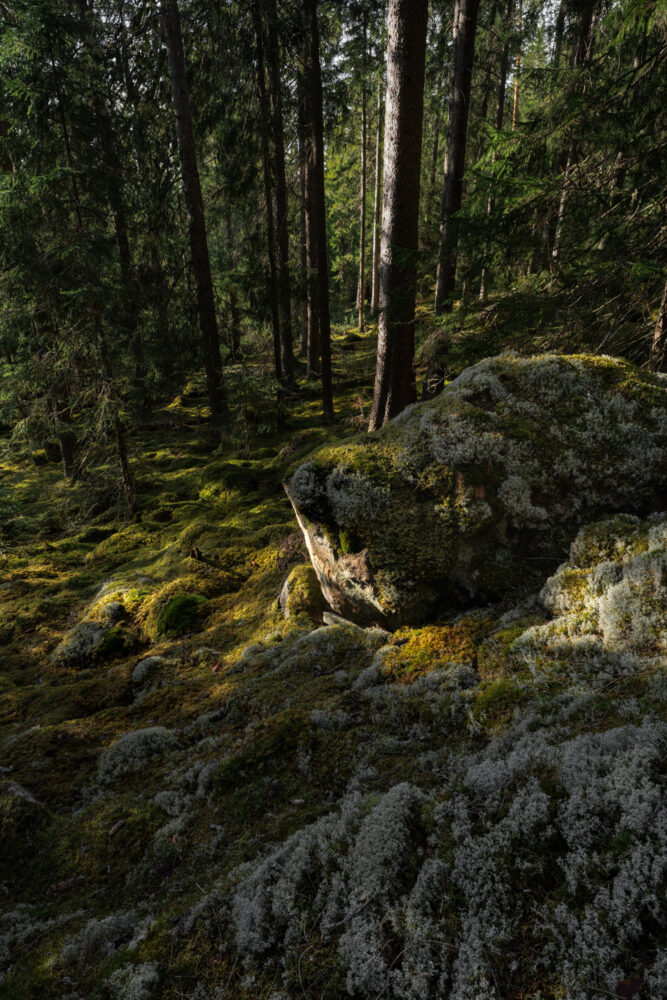 Boulder moss and lichen in the primeval forests of Salboknös