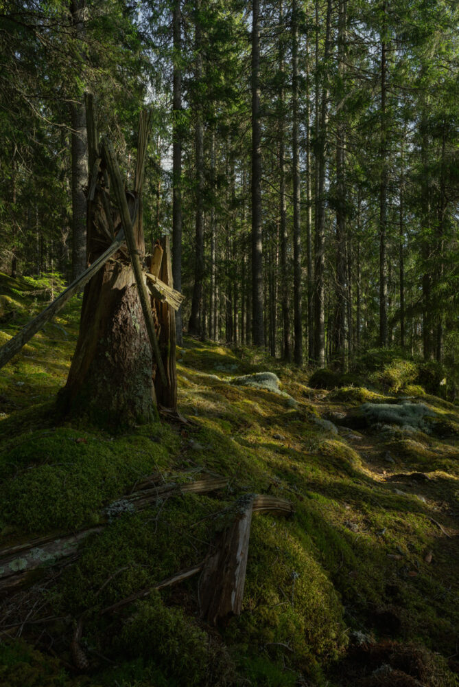 An old tree stump in a primeval forest in Sweden