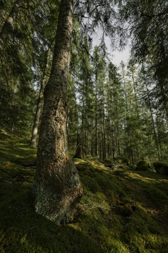 An old tree in a mossy primeval forest in Sweden