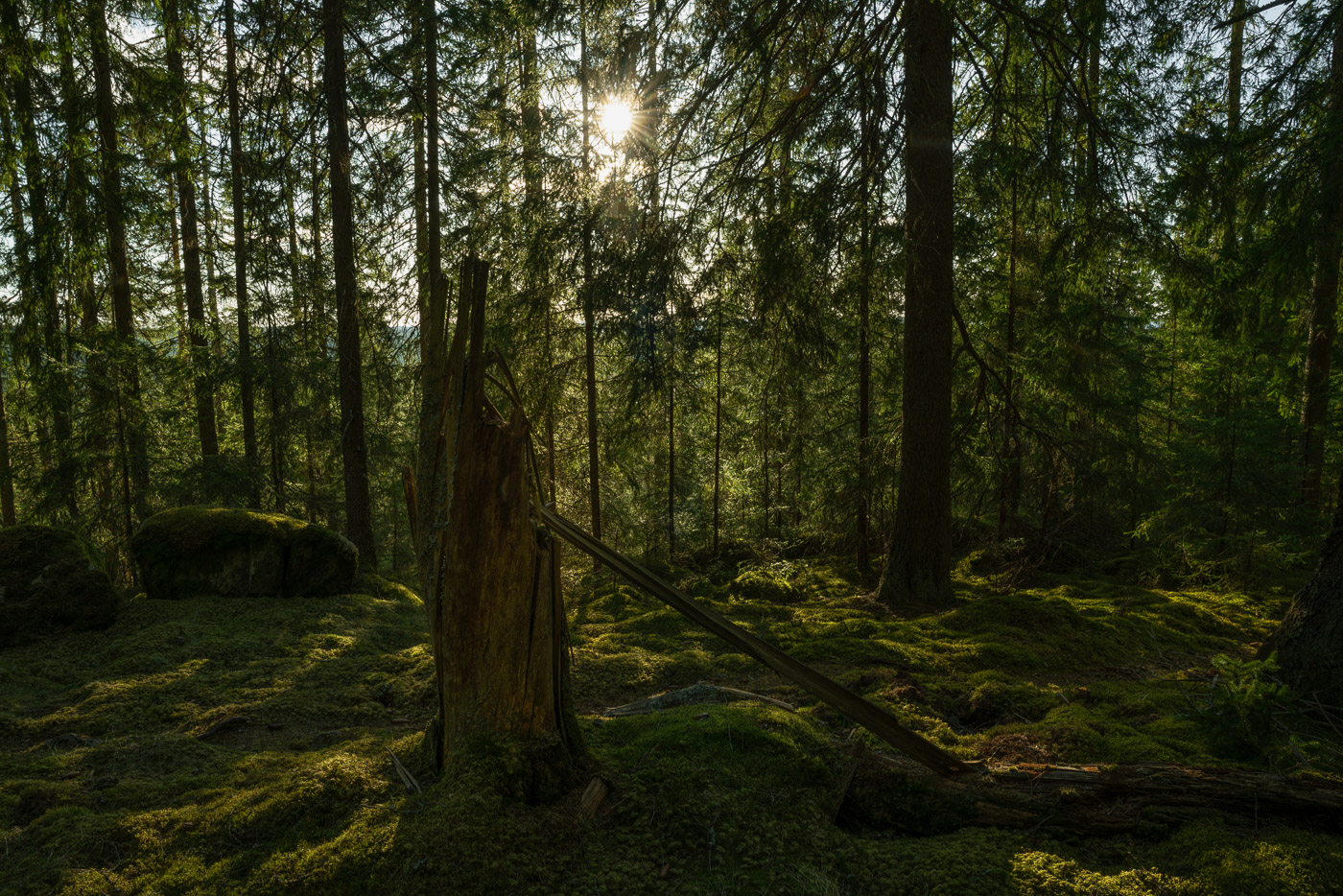A wildlife tree in the middle of a mossy forest at sunset