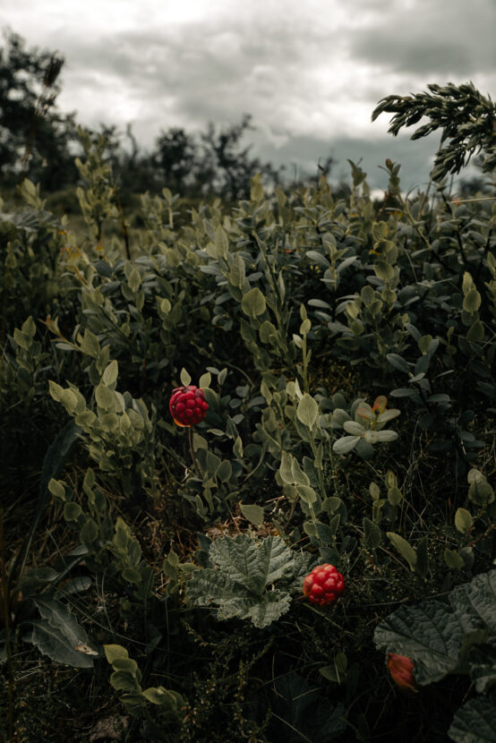 Closeup of jhortron berries at Fulufjället national park