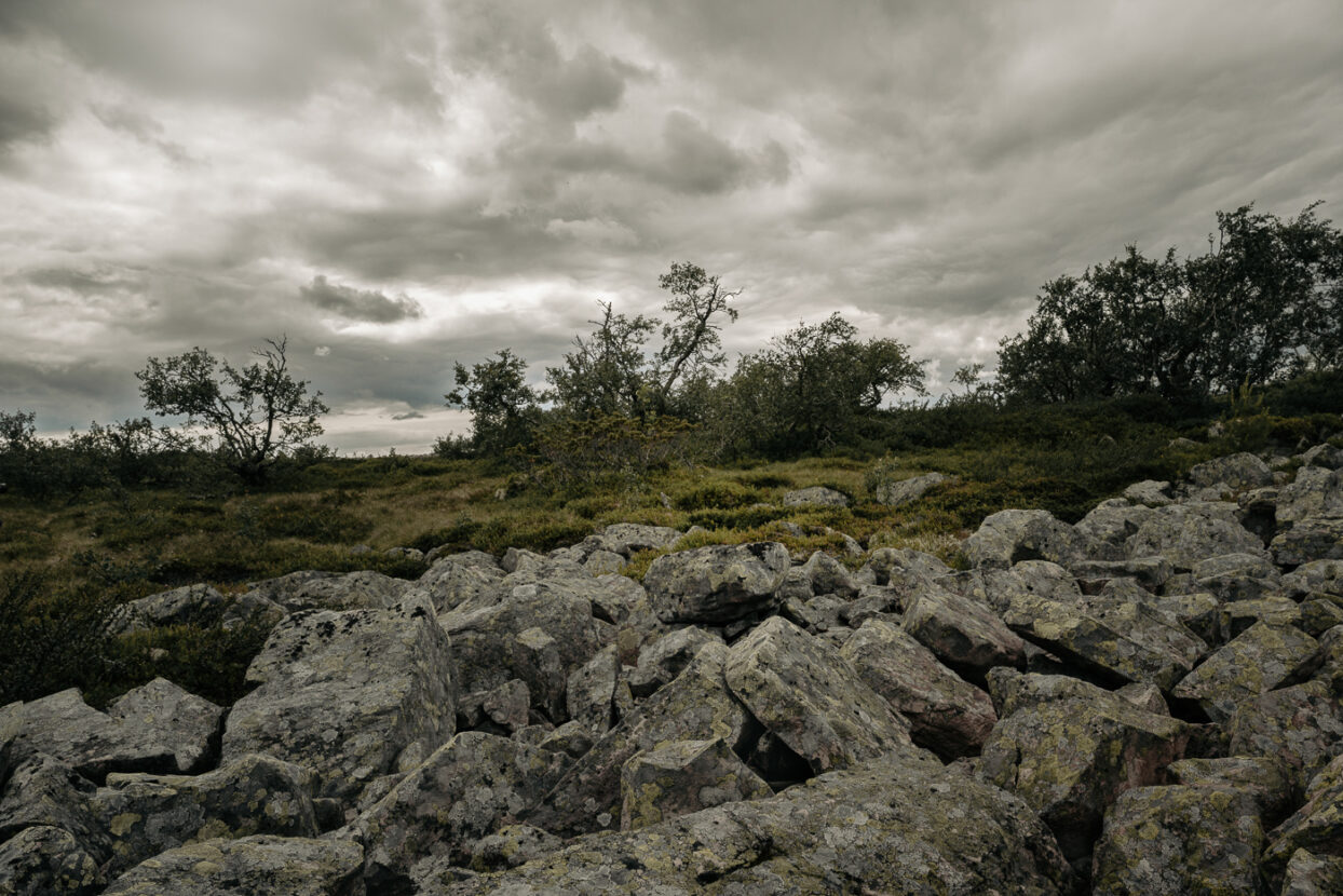 Rocks covered in lichens on the high wetlands of Fulufjället national park