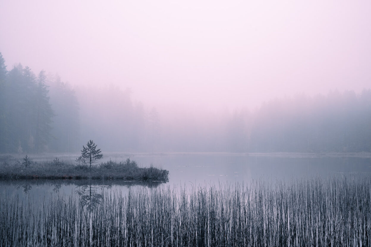 Misty forest lake in Sweden with pastel colours
