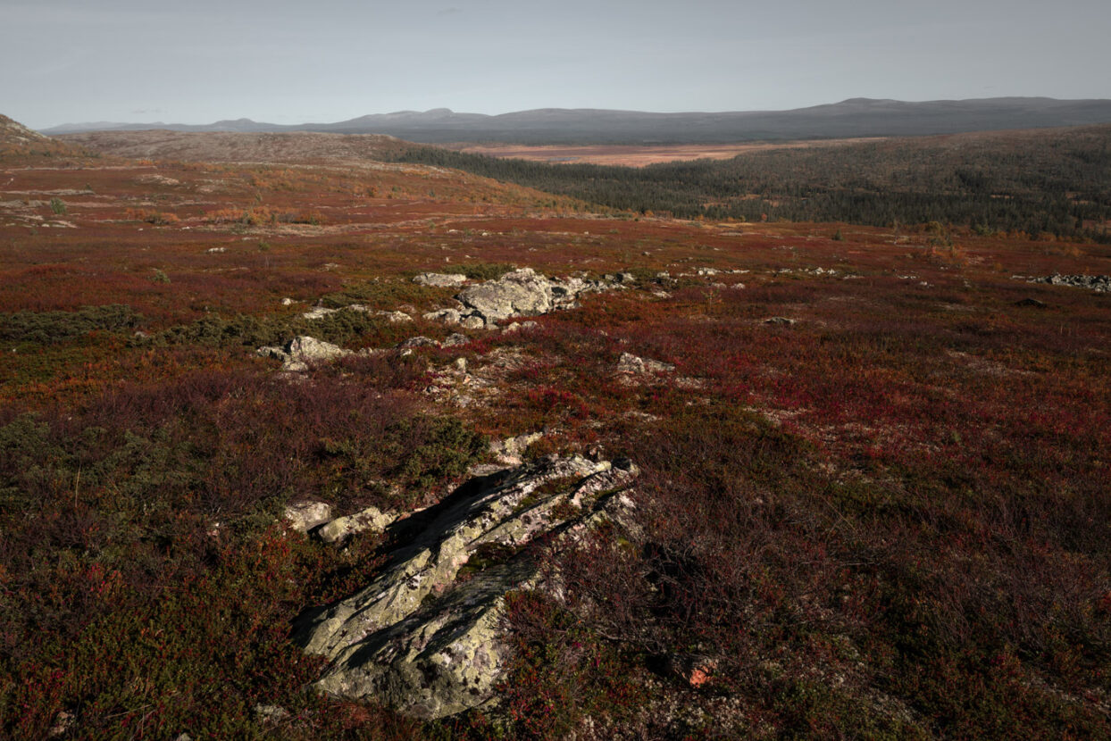 Rocks and heathers on the colorful mountains of North Dalarna in the autumn season