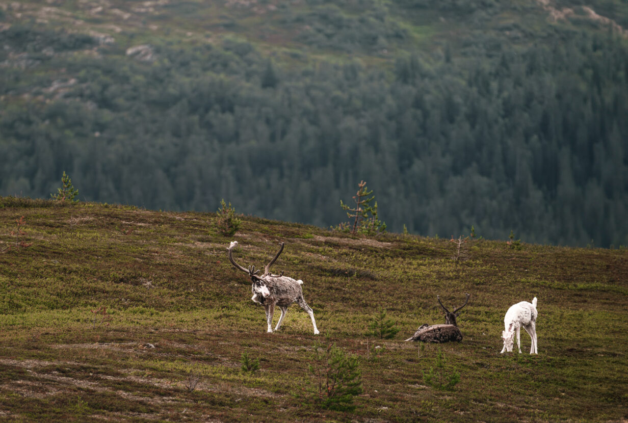 Reindeer with calf grazing on the mountains of North Dalarna