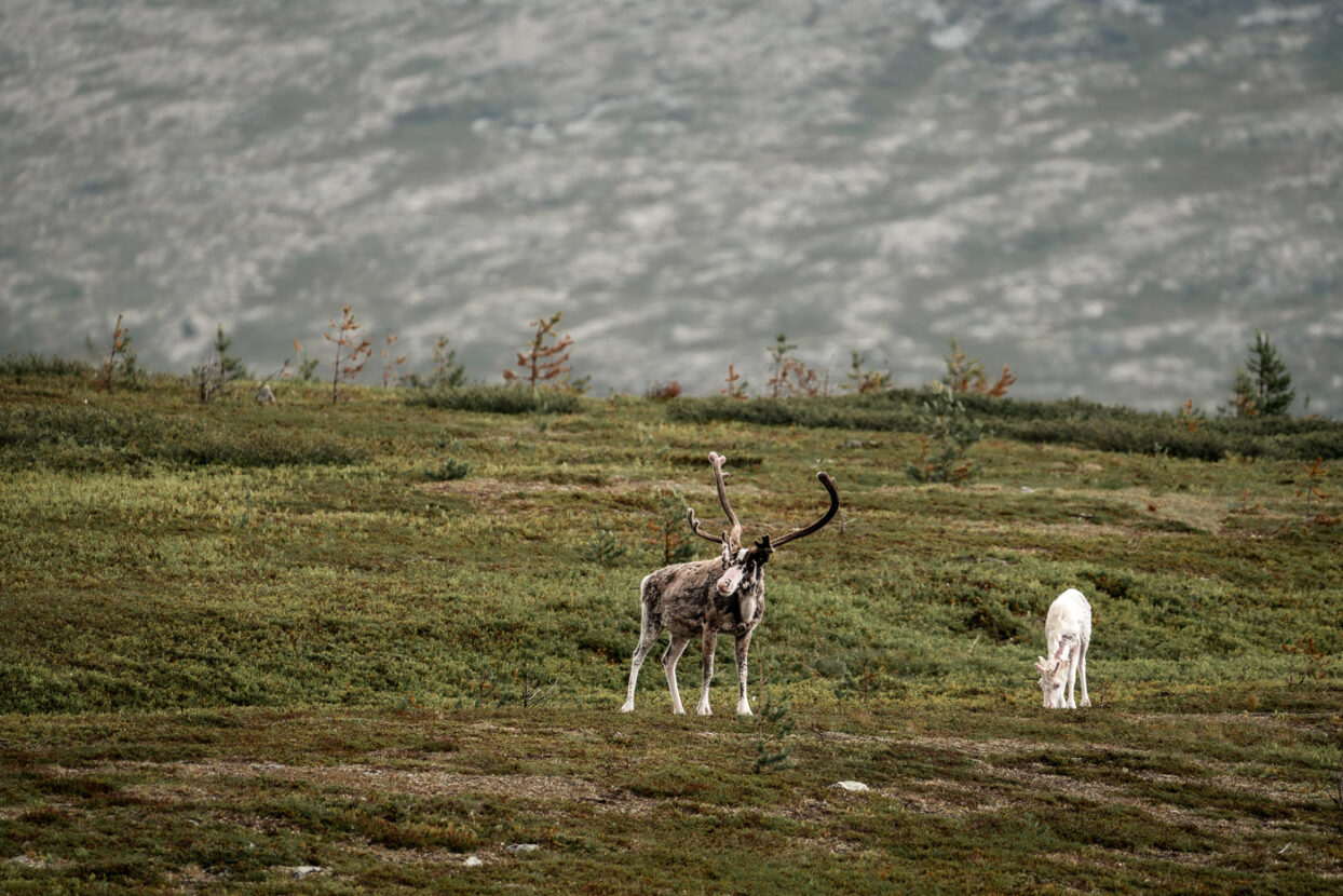 A reindeer with its calf grazing on the mountains of North Dalarna
