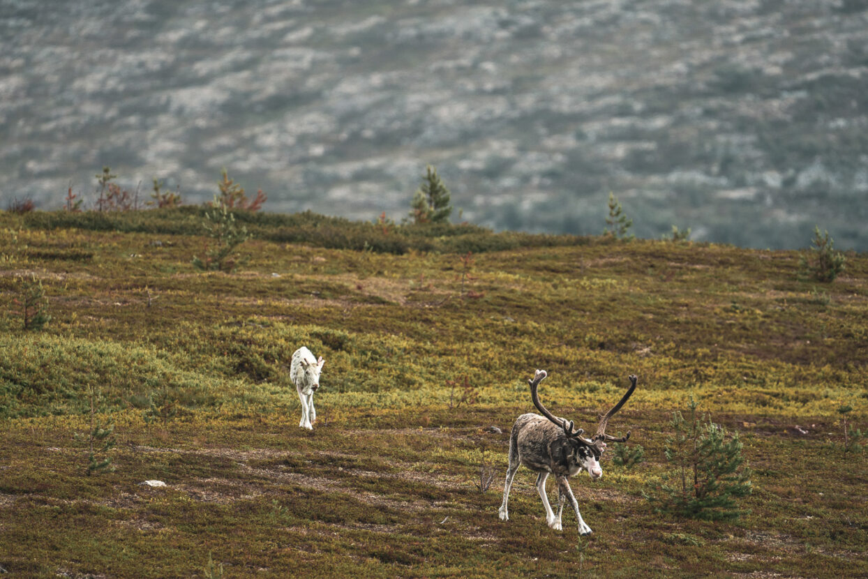 A reindeer and its claf roaming on the mountains of North Dalarna