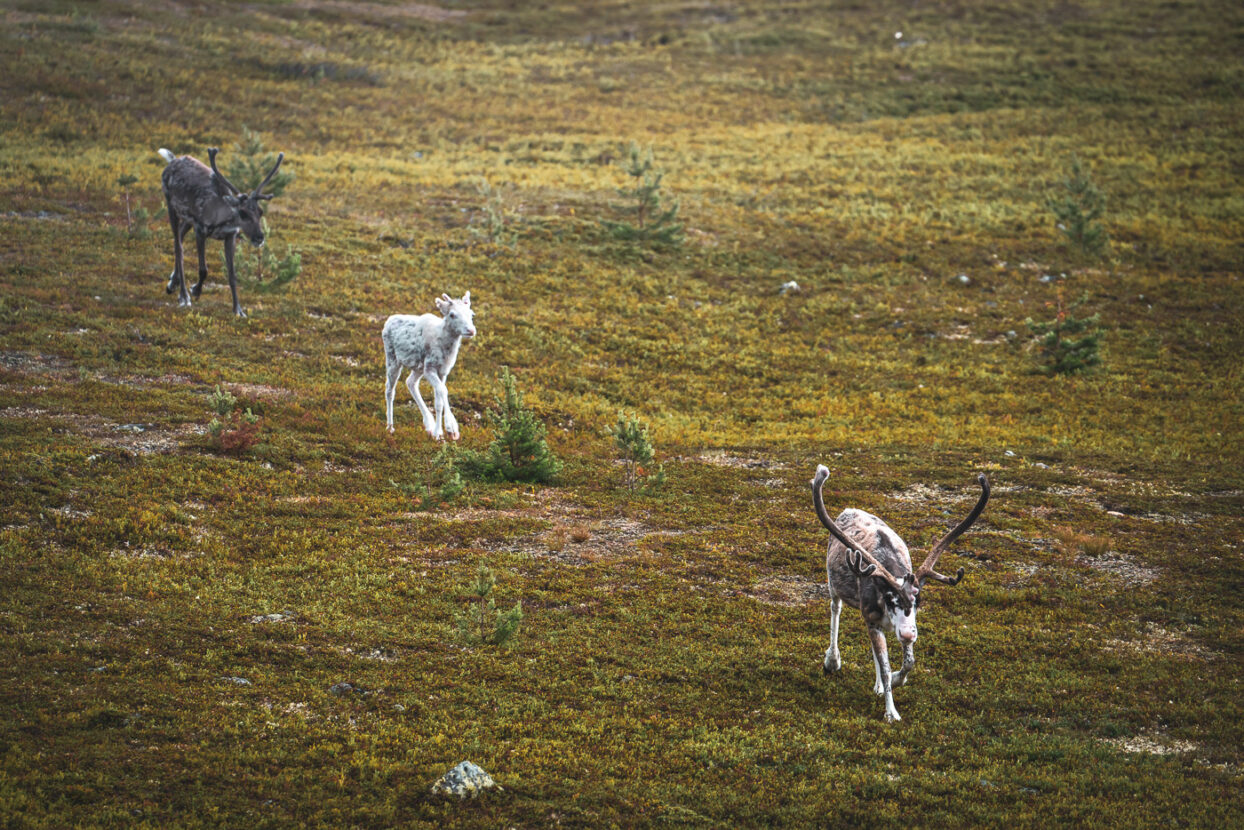 Reindeer with calf roaming on the mountains of North Dalarna