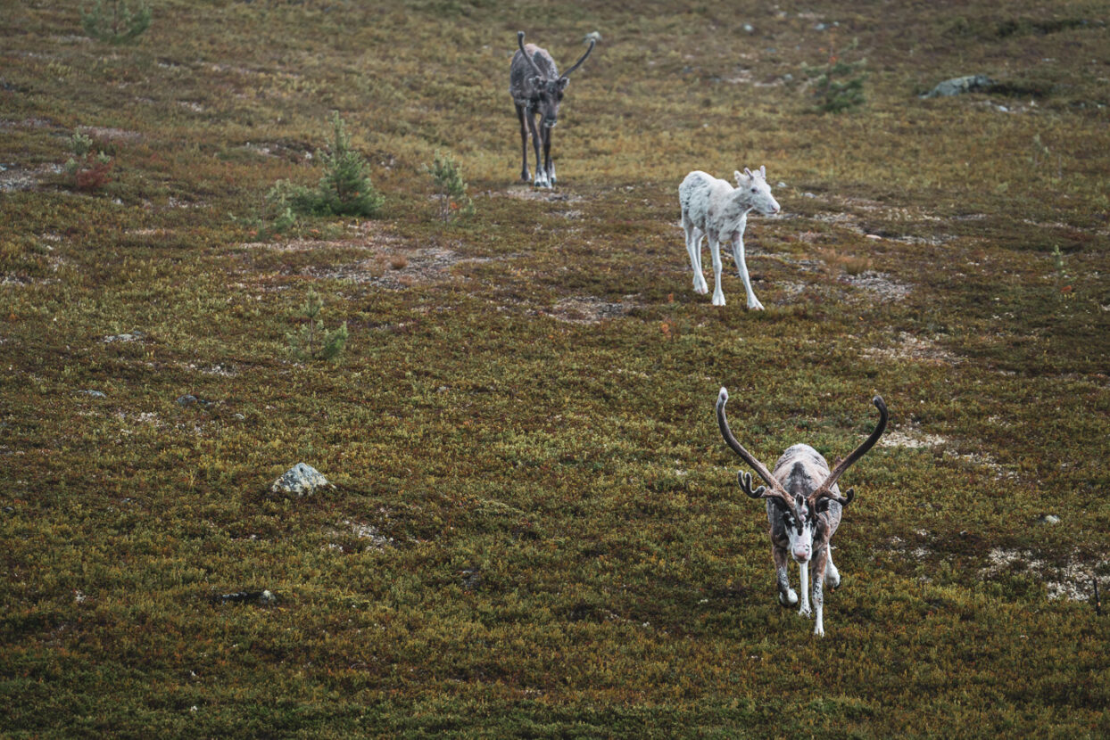 Reindeer roaming on the mountains of North Dalarna
