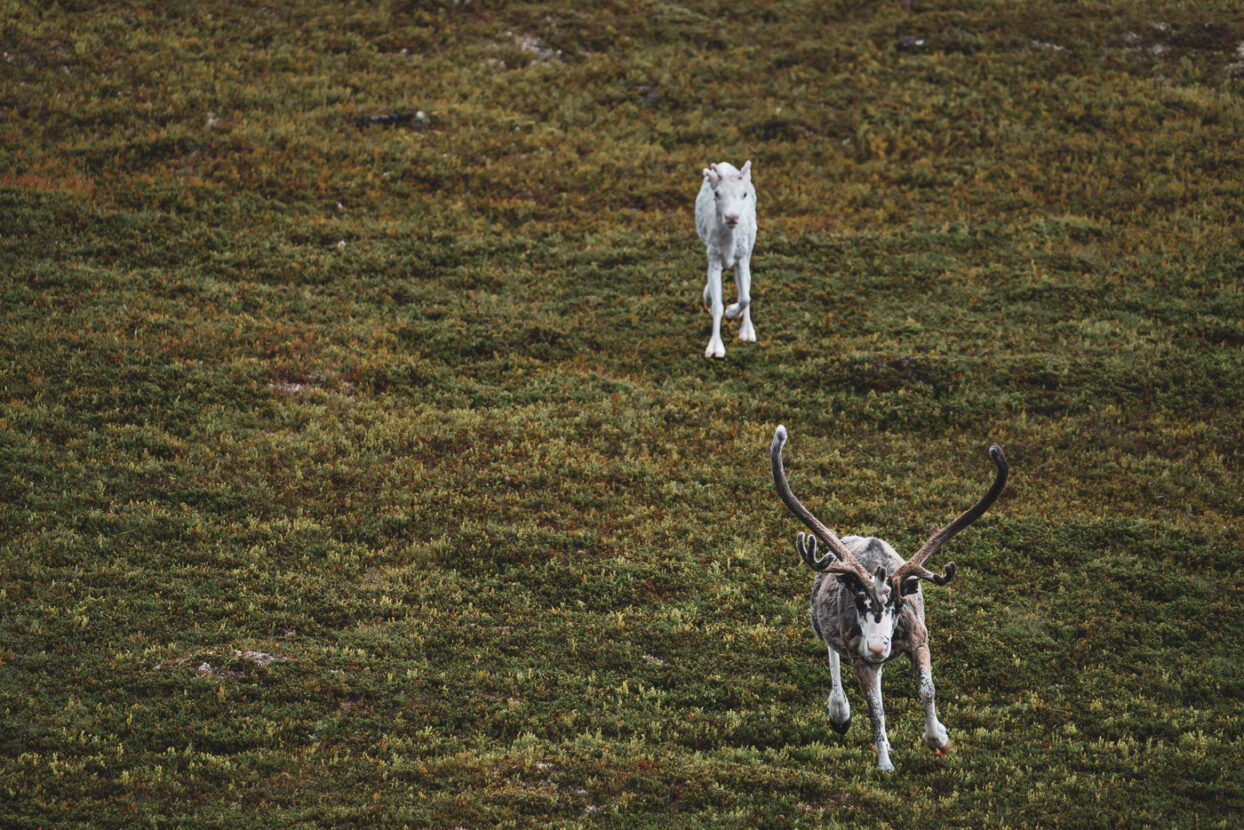 A reindeer with tis calf running on the mountains of North Dalarna