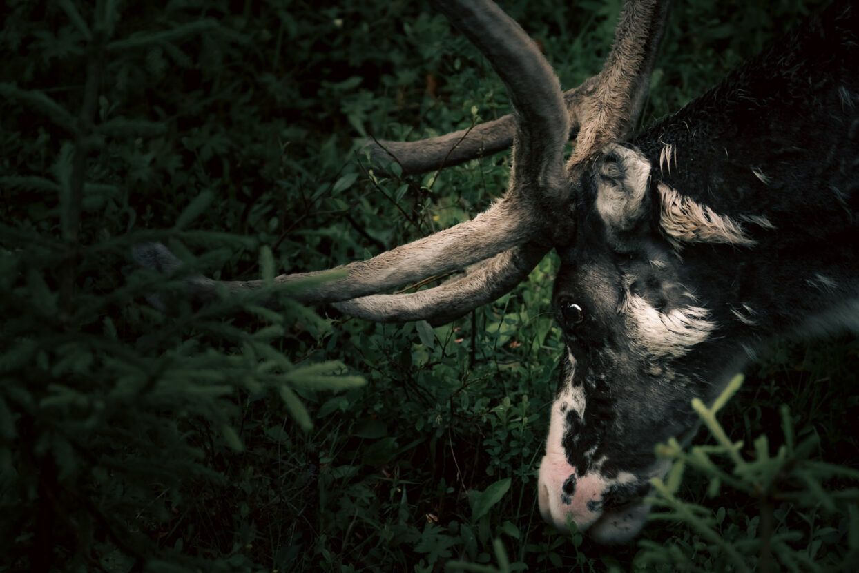 Closeup of a male reindeer grazing in the forest