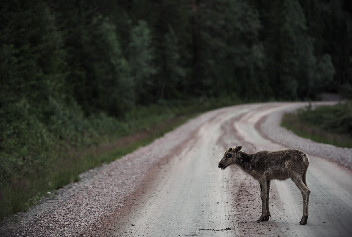 A reindeer calf on a forest road on the mountains of North Dalarna