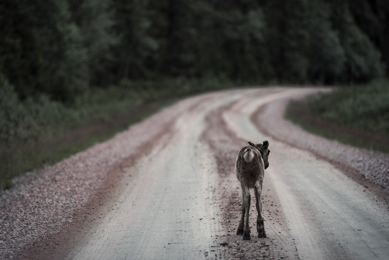 A reindeer calf walking on a forest road on the mountains of North Dalarna