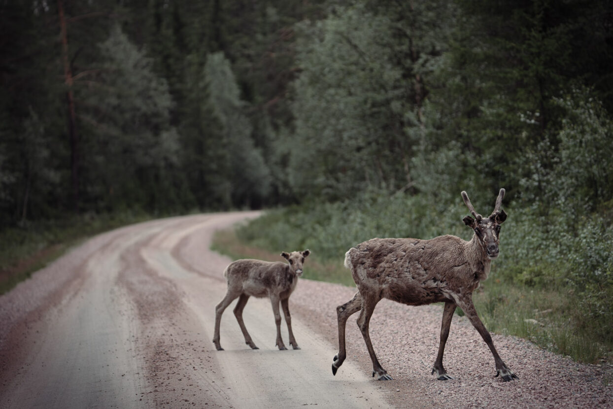 A reindeer with its calf on a forest road on the mountains of North Dalarna