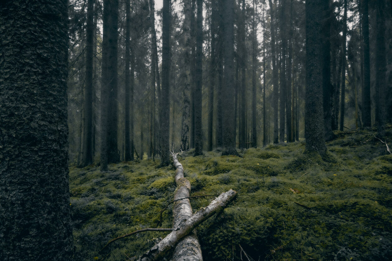Tall birch tree fallen on the mossy ground of a Swedish forest