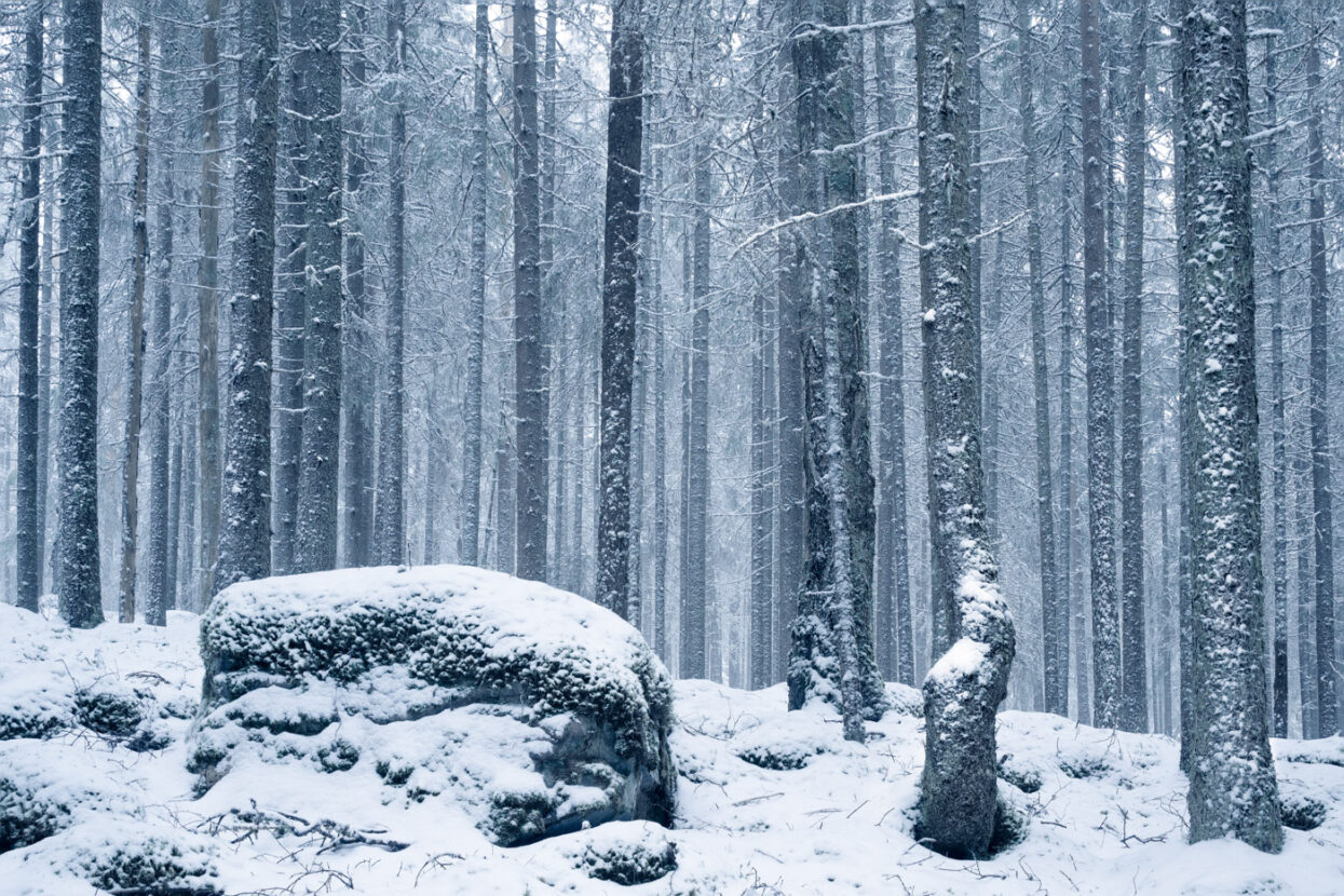 A magical snowy forest in Sweden
