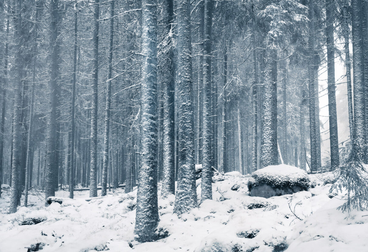 A freezing morning in a snowy Swedish forest